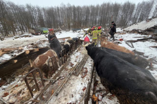 Zawalony dach w Laśmiadach na Mazurach. Ucierpiało bydło