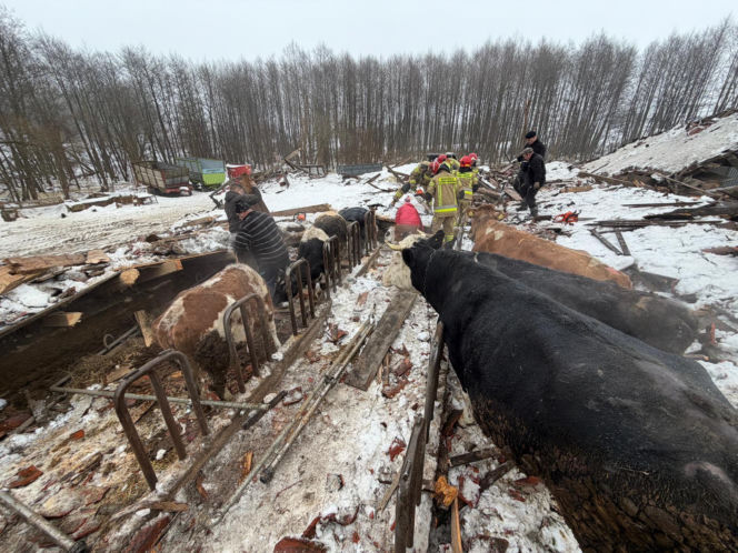 Zawalony dach w Laśmiadach na Mazurach. Ucierpiało bydło