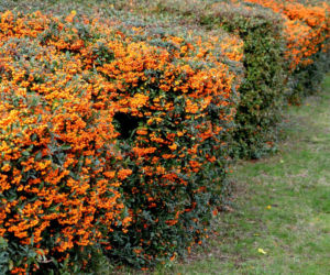 Żywopłot z ognika szkarłatnego