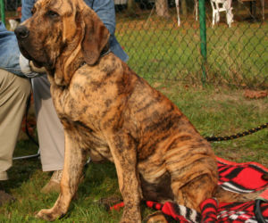 Fila brasileiro