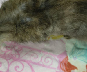 Piekło za zamkniętymi drzwiami. 18 zwierząt żyło wśród robactwa i śmieci!