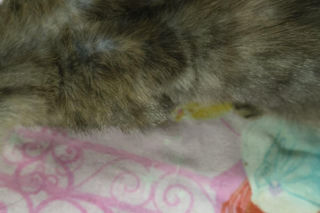 Piekło za zamkniętymi drzwiami. 18 zwierząt żyło wśród robactwa i śmieci!