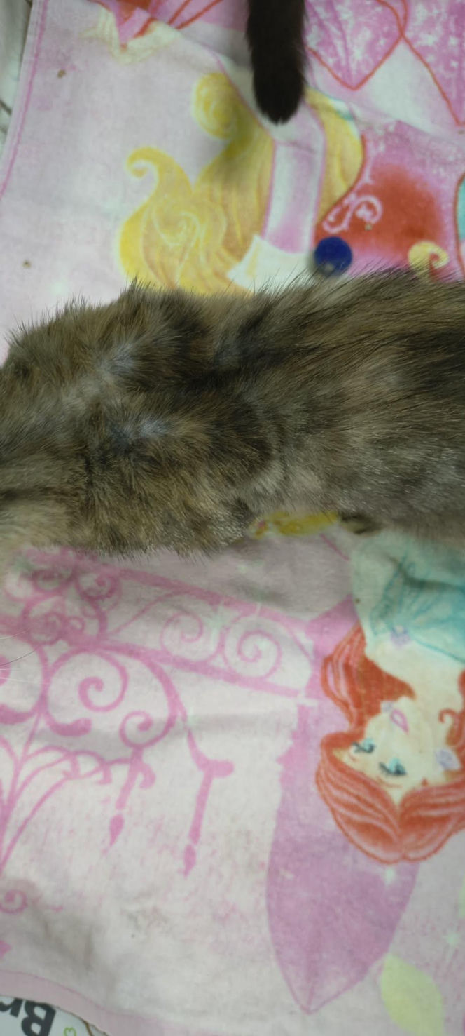 Piekło za zamkniętymi drzwiami. 18 zwierząt żyło wśród robactwa i śmieci!