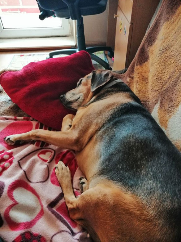 Pies na kwarantannie. Część trzecia