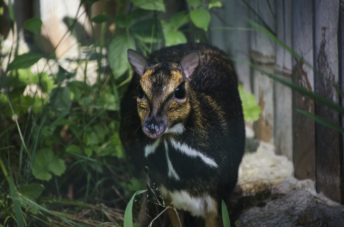 We wrocławskim zoo urodził się kanczyl filipiński