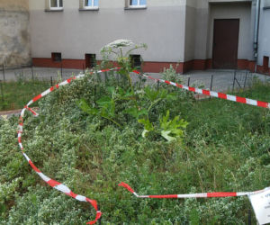 Podwórko B. Chrobrego/św. Wincentego