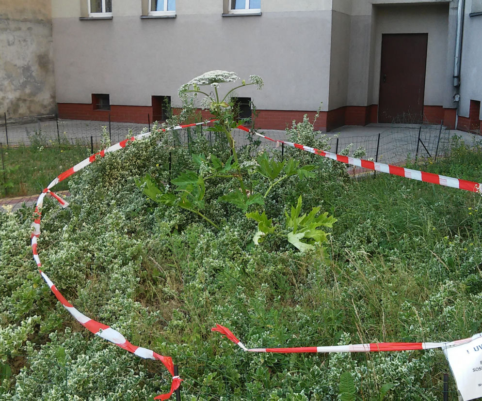 Podwórko B. Chrobrego/św. Wincentego