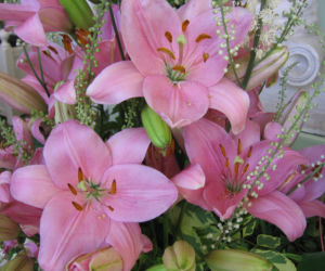 Lilia 'Algarve'