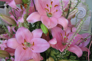 Lilia 'Algarve' - Lilium  'Algarve'
