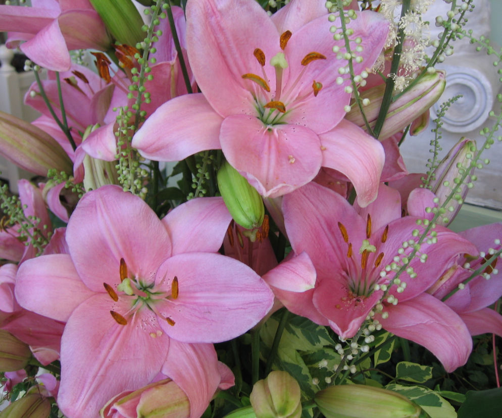 Lilia 'Algarve'