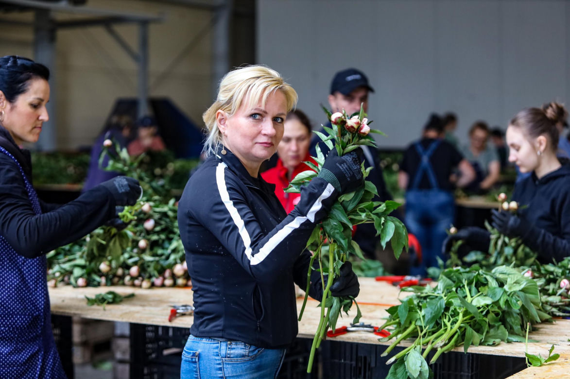 Królewskie kwiaty z Brzozia podbijają świat 