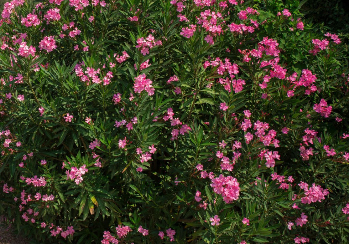 Śródziemnomorski oleander