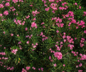 Oleander