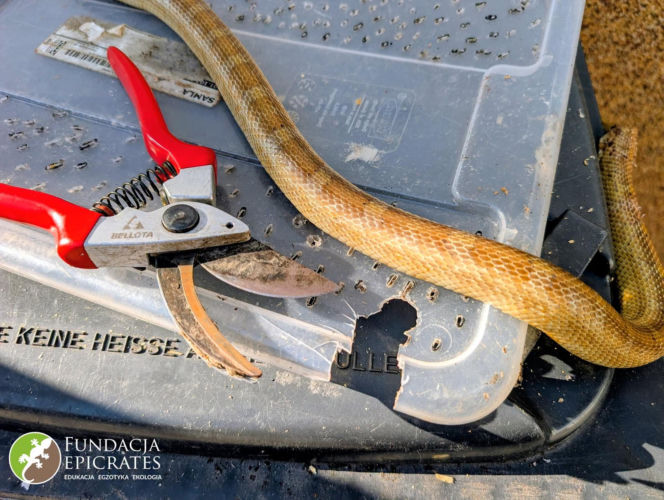 Wąż konał w śmietniku. To, co zrobił jego „opiekun”, poraża