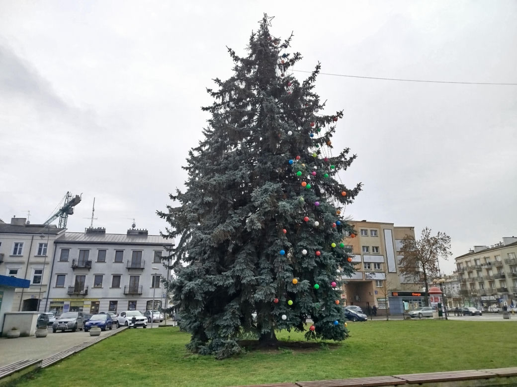 Choinka miejska Siedlce