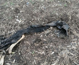 Makabra pod Płockiem! Z głodu zjadały same siebie, spały w dywanie z odchodów [ZDJĘCIA]