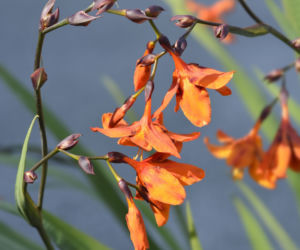 Krokosmia 'Emily McKenzie'