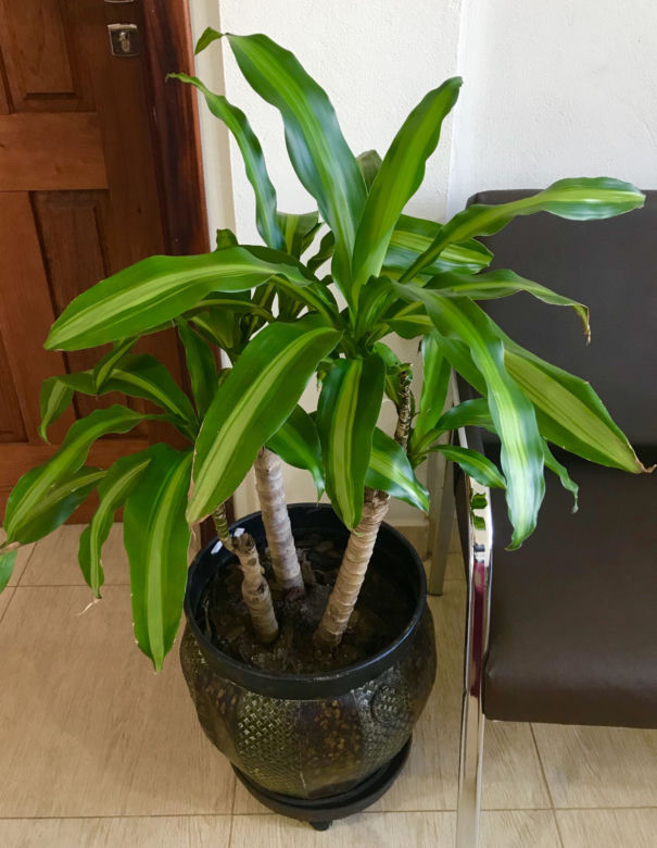 Dracena wonna