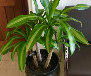 Dracena wonna