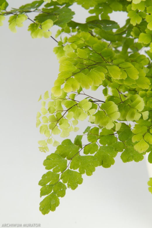 Adiantum