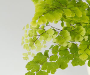 Adiantum