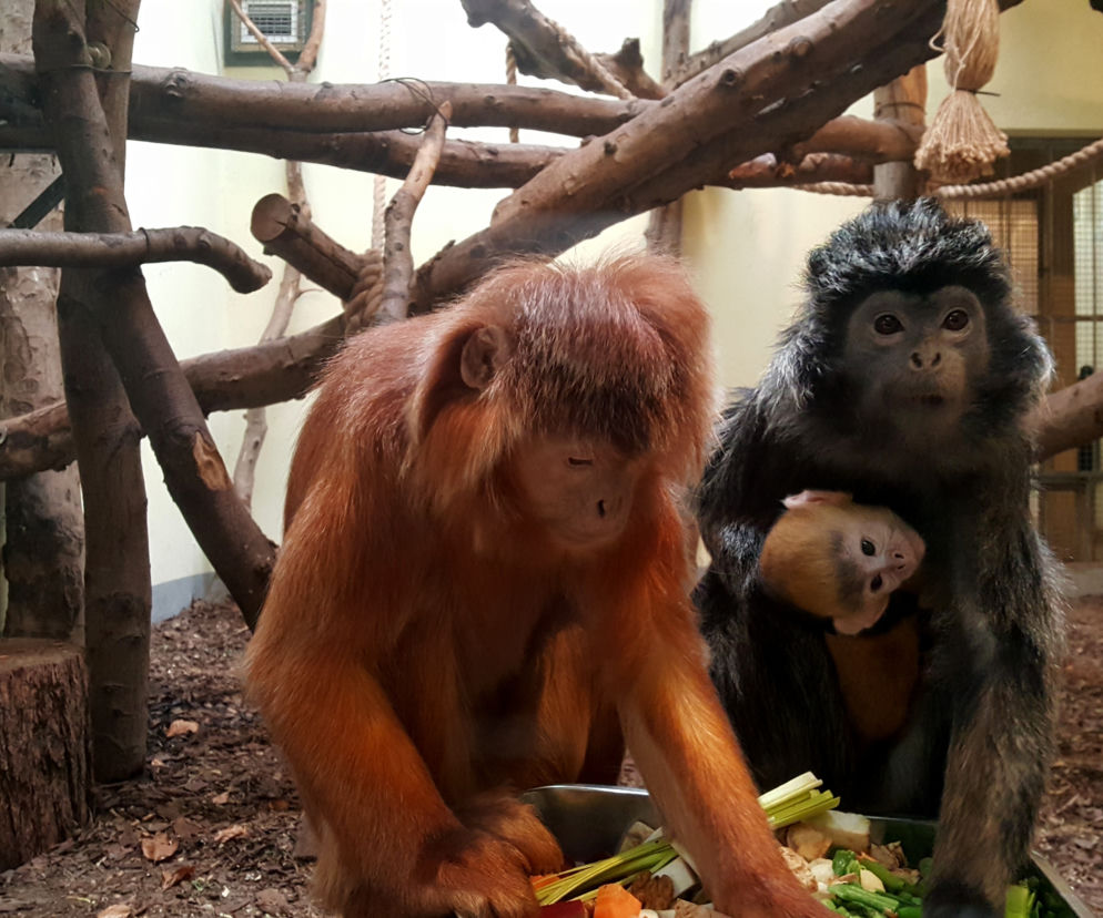 Nowe maluchy w krakowskim zoo! [GALERIA ZDJĘĆ, AUDIO]