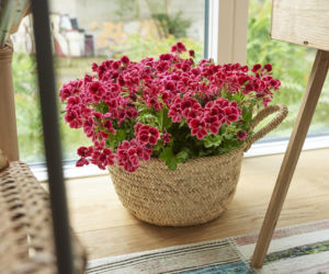 Pelargonia angielska  – jak o nią dbać, by pięknie kwitła?