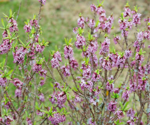 Wawrzynek wilczełyko