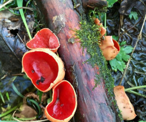 To nie żart! W polskich lasach już pojawiły się pierwsze grzyby. Wielu nie zdaje sobie sprawy, że są jadalne