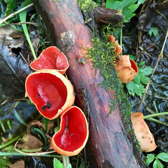 To nie żart! W polskich lasach już pojawiły się pierwsze grzyby. Wielu nie zdaje sobie sprawy, że są jadalne