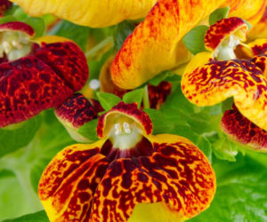 Pantofelnik (Calceolaria)