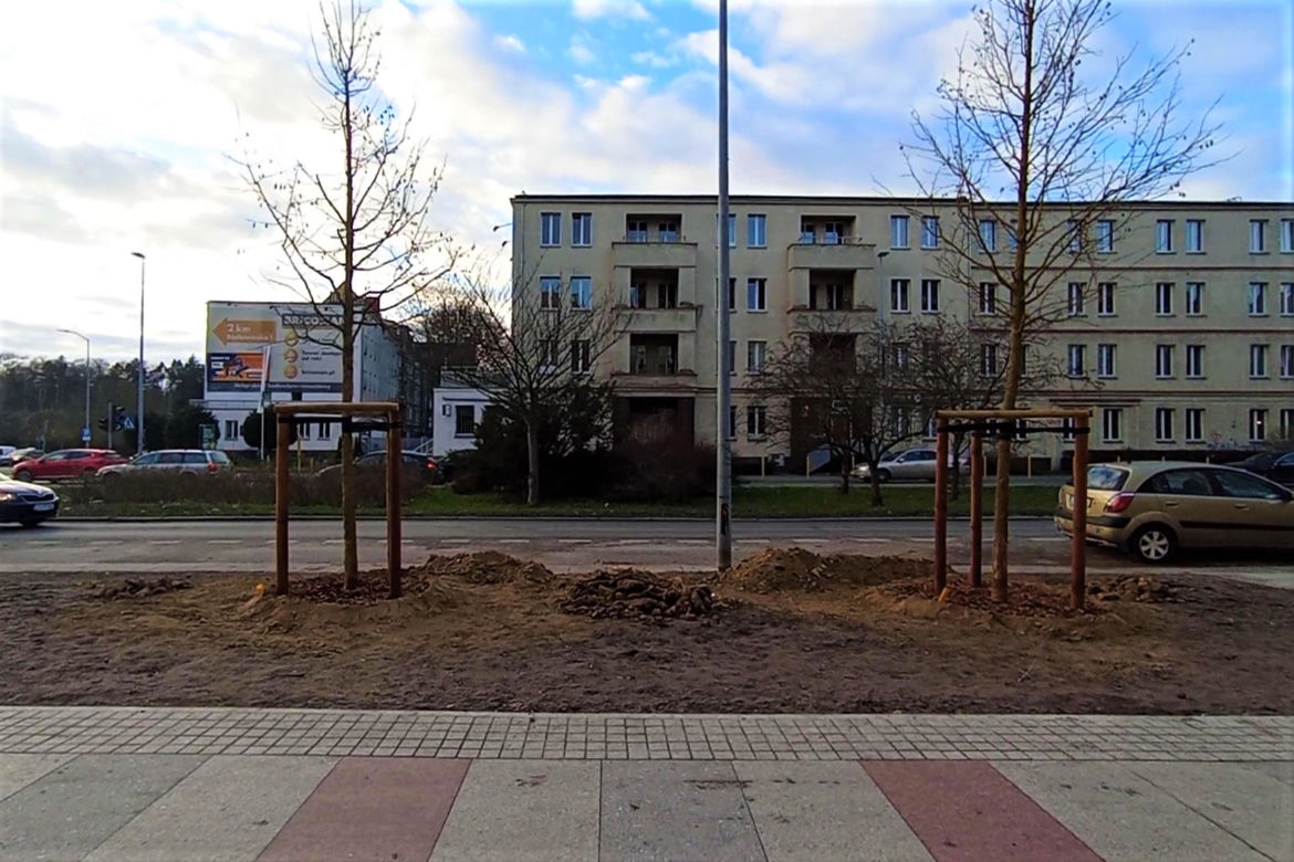 Drzewa powróciły na aleję Bohaterów Warszawy