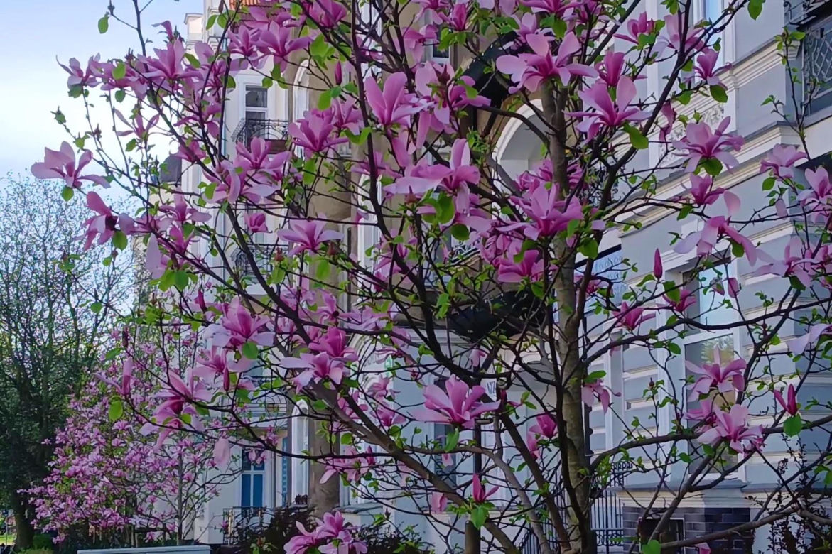 Magnolie w Szczecinie