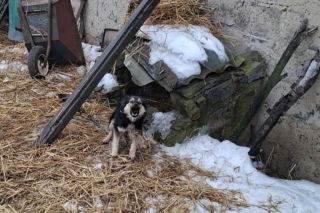 Psy na łańcuchach bez wody i jedzenia. Małżeństwo odpowie za znęcanie się nad 16 psami