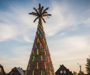 Palma gigant z Lipnicy. Czy rekordzista ma konkurencję?