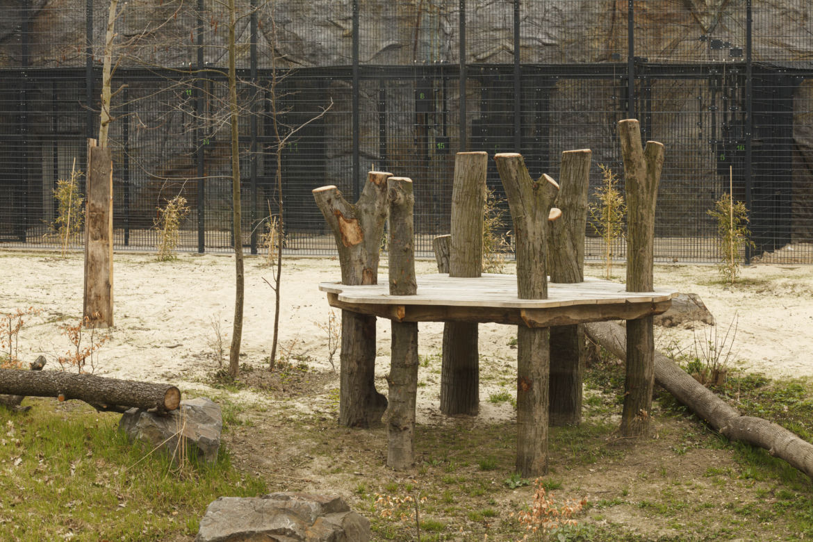 Zoo Opole. Lwy na wybiegu po 24 latach! Wielkie koty wróciły [ZDJĘCIA]