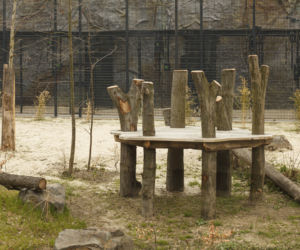 Zoo Opole. Lwy na wybiegu po 24 latach! Wielkie koty wróciły [ZDJĘCIA]