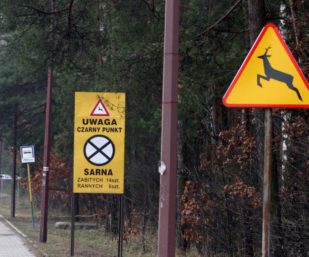 zwierzyna na drodze, potrącenie zwierzęcia