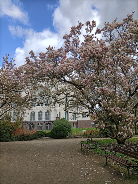 Arboretum Kórnickie zachwyca! Miłośnicy magnolii muszą się spieszyć
