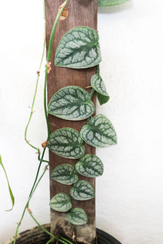 7. Monstera dubia