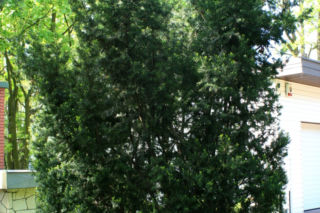 Cis pospolity - Taxus baccata
