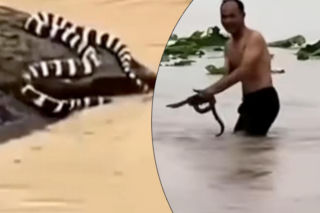 900 węży uciekło z hodowli! Jadowite gady giganty na wolności