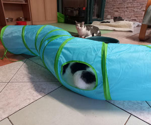 Kociarnia w Lesznie szykuje się do zimy. Potrzebny opał i karma