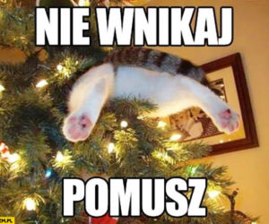 Choinka memy