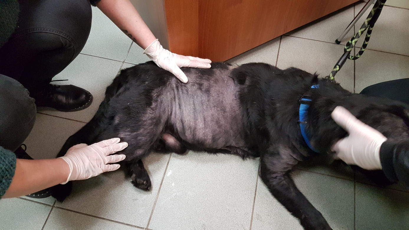 Płock. Mieszkał w kojcu pełnym odchodów! Jest w gorszym stanie, niż się wydawało! 
