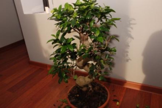 Opadające liście Ficus Ginseng