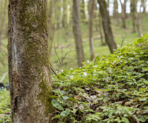 Nowe rezerwaty na terenie woj. lubelskiego