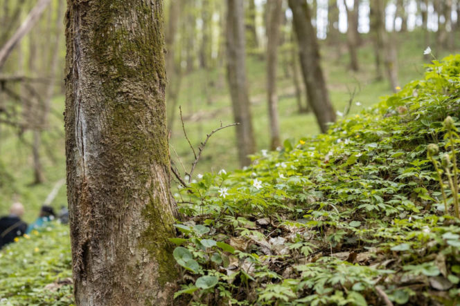 Nowe rezerwaty na terenie woj. lubelskiego