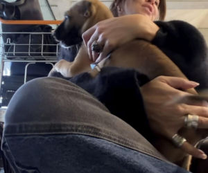 Malwina Wędzikowska uratowała psa