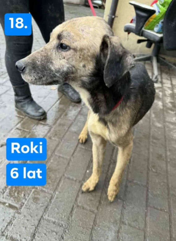 OTOZ Animals poszukuje domów dla psów